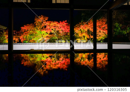 Illuminated maple trees in the garden 120316305