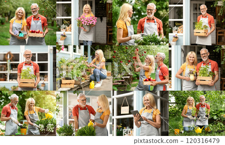 A collage of photos showing a senior couple working in their garden center. They are seen tending to plants, greeting customers, and checking their inventory. 120316479