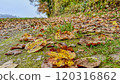 Autumn Leaves on a Mossy Path in a Scenic Countryside 120316862