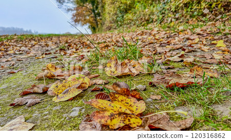 Autumn Leaves on a Mossy Path in a Scenic Countryside 120316862