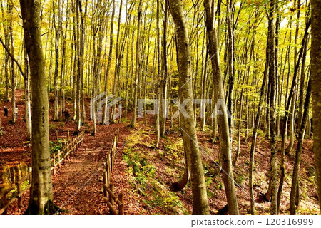 Tokamachi City, Niigata Prefecture: Yellow leaves and a walking path in Bijinrin (beech forest) Tokamachi City, Niigata Prefecture: Yellow leaves and a walking path in Bijinrin (beech forest) 120316999
