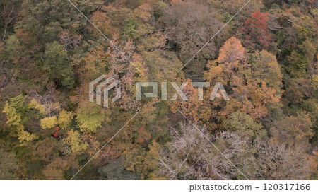 Beautiful autumn leaves in Japan (Kitanizawa Stream) drone aerial photography 02 120317166
