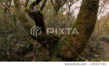 Beautiful autumn leaves in Japan (Kitanizawa Stream) drone aerial photography 17 Beautiful autumn leaves in Japan (Kitanizawa Stream) drone aerial photography 17 120317181