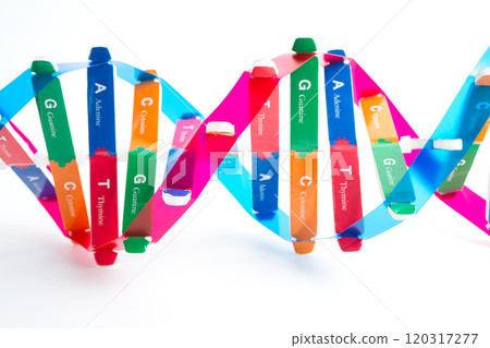 DNA molecule spiral structure model isolated on white background, chromosome and gene chemical science biology. 120317277