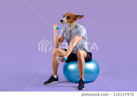 A man with a dog head sits on a stability ball while lifting dumbbells with both hands. He is wearing grey shorts and a t-shirt. The background is a pale purple. A man with a dog head sits on a stability ball while lifting dumbbells with both hands. He is wearing grey shorts and a t-shirt. The background is a pale purple. 120317478