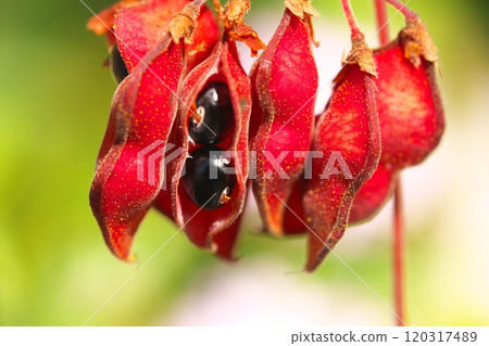 Tortoise bean fruit with red skin and black seeds 120317489