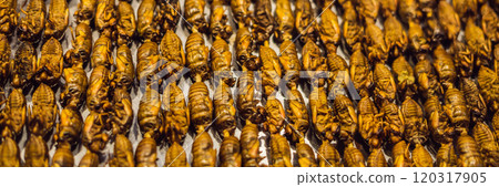 Grill and fried silkworm pupae on stick from Wangfujing street at Beijing, China BANNER, LONG FORMAT 120317905