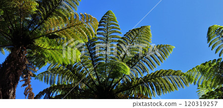 Fern trees growing in New Zealand Fern trees growing in New Zealand 120319257