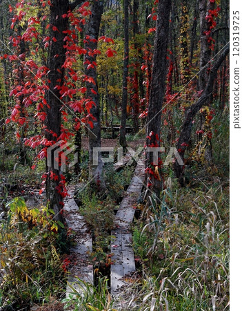 Wooden path composition in a forest with autumn leaves 120319725