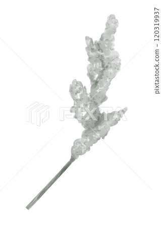 Watercolor Sprig Ear Plant With Fluffy Seeds, Isolated Single Clipart For Print On Products And Web Use Watercolor Sprig Ear Plant With Fluffy Seeds, Isolated Single Clipart For Print On Products And Web Use 120319937