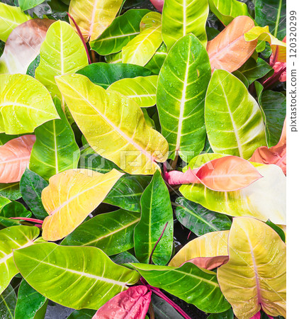 Philodendron sunlight for garden decoration Philodendron sunlight for garden decoration 120320299