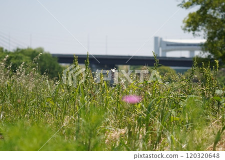 Nature Nature 120320648