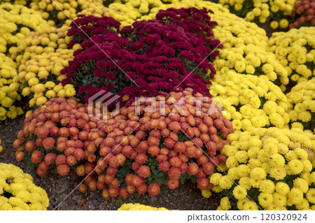 This is a picture of a flower blooming beautifully in nature. 120320924