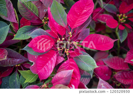 This is a picture of a flower blooming beautifully in nature. This is a picture of a flower blooming beautifully in nature. 120320930