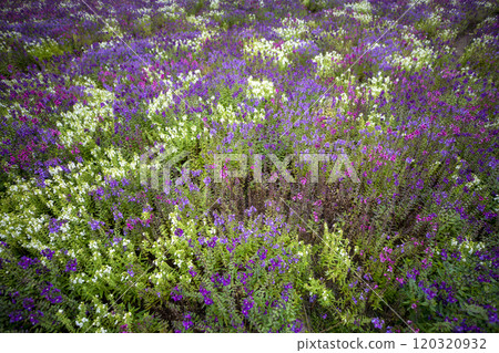This is a picture of a flower blooming beautifully in nature. 120320932