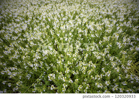 This is a picture of a flower blooming beautifully in nature. This is a picture of a flower blooming beautifully in nature. 120320933