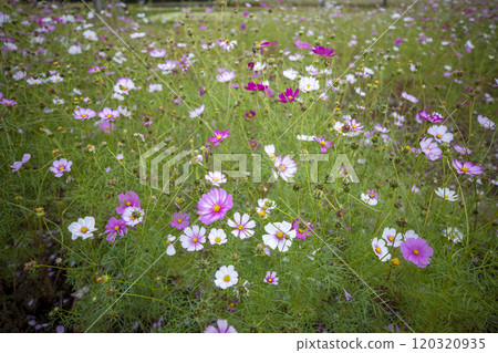 This is a picture of a flower blooming beautifully in nature. This is a picture of a flower blooming beautifully in nature. 120320935