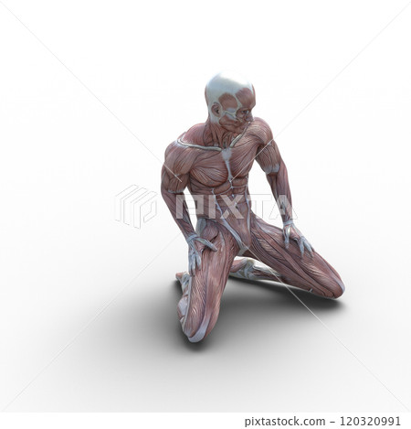 Muscle specimen male perming 3DCG illustration material 120320991