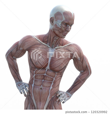 Muscle specimen male perming 3DCG illustration material 120320992