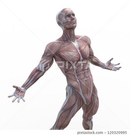 Muscle specimen male perming 3DCG illustration material 120320995