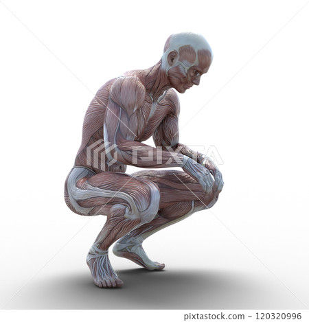 Muscle specimen male perming 3DCG illustration material 120320996