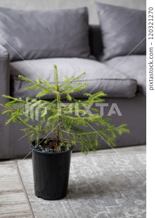 Small Christmas tree without decorations calculation in black bucket in living room with gray sofa 120321270