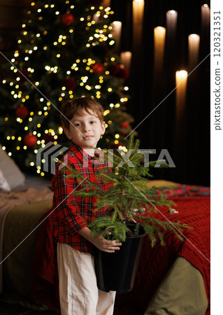 A little boy carries a live Christmas tree in a pot in the living room decorated for Christmas. A little boy carries a live Christmas tree in a pot in the living room decorated for Christmas. 120321351