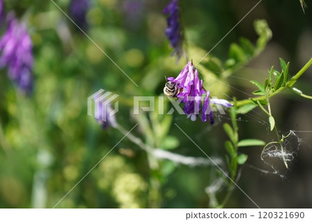 Purple flower 120321690