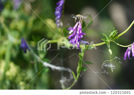 Purple flower 120321691