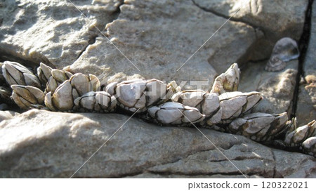 龜手擠在岩石縫隙裡 120322021