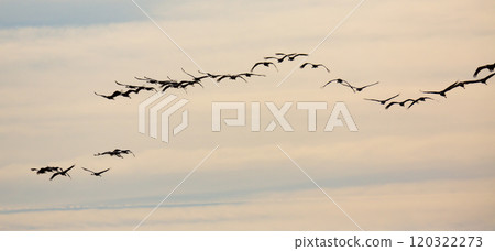 Flock of cranes flying in sky 120322273