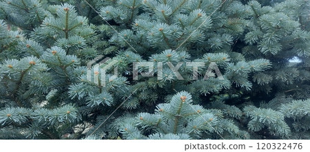 A close-up of a blue spruce tree with its distinctive blue-green needles. The image focuses on the intricate details of the branches and needles, creating a textured and natural background 120322476