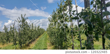 A vast orchard with rows of apple trees laden with ripe fruit. The trees are neatly arranged and the grass between the rows is well-maintained. A blue sky with fluffy white clouds A vast orchard with rows of apple trees laden with ripe fruit. The trees are neatly arranged and the grass between the rows is well-maintained. A blue sky with fluffy white clouds 120322485