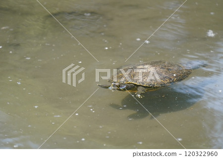 Turtle 120322960
