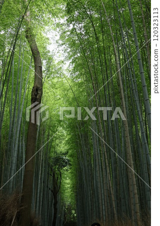 陽光透過竹林 陽光透過竹林 120323113