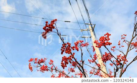 Aozora and Nanakamado Aozora and Nanakamado 120324148