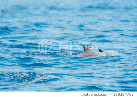 海豚游泳#1 120324762