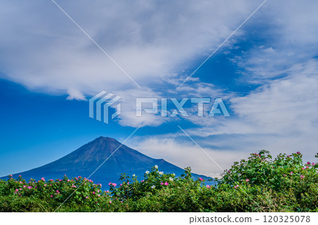 芙蓉花和富士山 芙蓉花和富士山 120325078