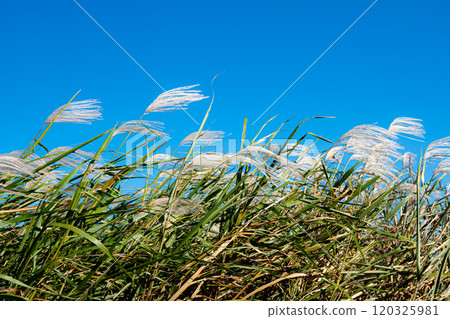 一簇蒲葦在北風中搖曳a-1 120325981