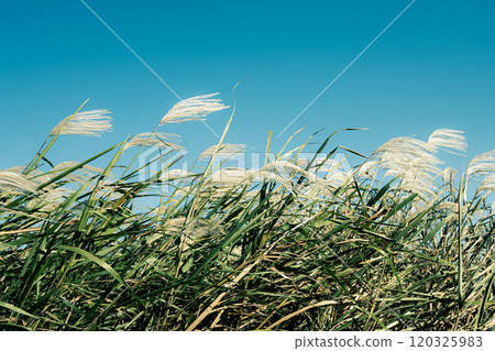 A cluster of silver grass swaying in the north wind b-3 Cool film-like color A cluster of silver grass swaying in the north wind b-3 Cool film-like color 120325983