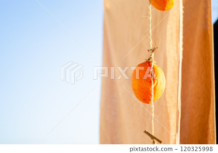 Dried persimmons hanging out to dry with the laundry, waiting to be completed Dried persimmons hanging out to dry with the laundry, waiting to be completed 120325998