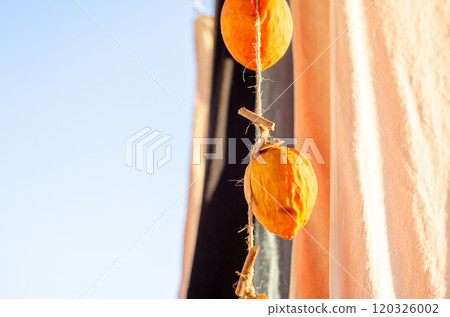 Dried persimmons hanging out to dry with the laundry, waiting to be completed Dried persimmons hanging out to dry with the laundry, waiting to be completed 120326002