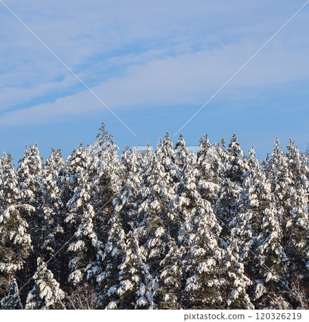 Pine trees covered with snow against blue sky with white clouds. Winter landscape. 120326219