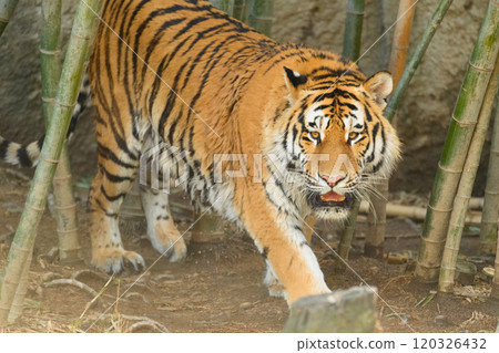 Amur tiger walking through a bamboo forest 120326432