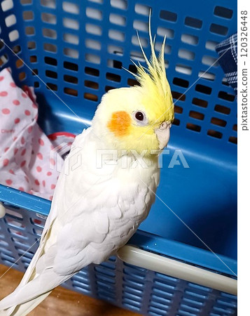 一隻玄鳳鸚鵡坐在洗衣籃上,在你的手上放鬆 一隻玄鳳鸚鵡坐在洗衣籃上,在你的手上放鬆 120326448