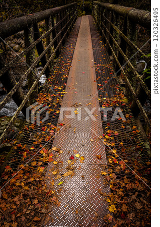 Autumn leaves falling on the bridge at Toryu Falls Autumn leaves falling on the bridge at Toryu Falls 120326495
