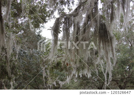 Spanish moss Tillandsia usneoides hanging from tree branch in Orlando Florida 120326647