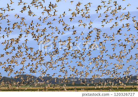 Migratory birds flying around in search of food in the countryside around Kabukuri-numa Migratory birds flying around in search of food in the countryside around Kabukuri-numa 120326727
