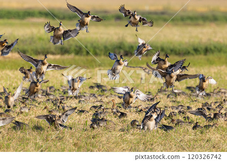 Migratory birds flying around in search of food in the countryside around Kabukuri-numa 120326742