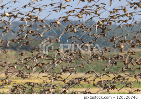 Migratory birds flying around in search of food in the countryside around Kabukuri-numa Migratory birds flying around in search of food in the countryside around Kabukuri-numa 120326746